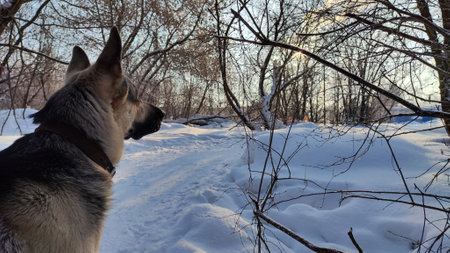 Dog German Shepherd in winter day and white snow arround. Waiting eastern European dog veo and white...