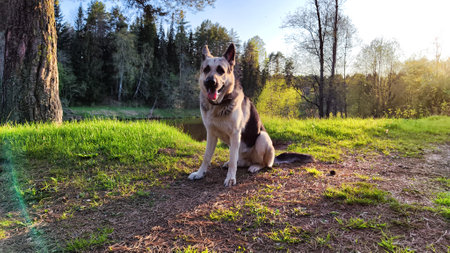 Dog German Shepherd in forest near water of river or like in autumn, spring, summer day. Russian...