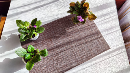 Potted Saintpaulia violet flowers. Planting potted flowers in rays of sunlight. Home flower and care...
