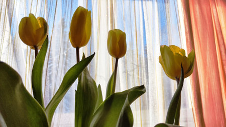 Bouquet of yellow tulips near a window with a transparent white and red curtain. Soft partial focus. Present for holidayの写真素材
