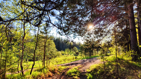 Clay dry dirt road in a pine forest on sunny autumn, spring, or summer day. Natural landscape in...