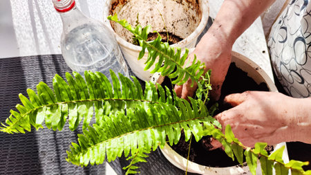 Transplanting a houseplant fern and female hands. A housewife gardener is transplanting a plant into new potの写真素材