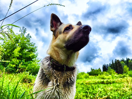 Dog German Shepherd in autumn, summer, spring day and green grass in spring or summer day. Walking and waiting on meadow eastern European dog veo and green landscapeの写真素材