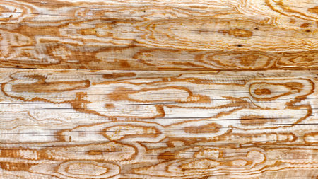 Wooden background, wood texture with circle similar to the drawing. Pattern, frame, place for text...