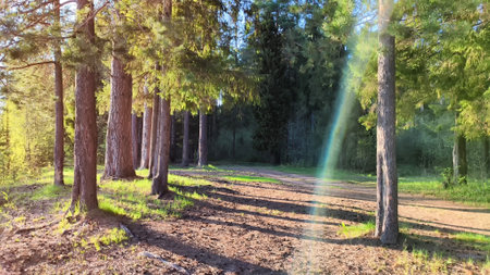 Clay dry dirt road in a pine forest on sunny autumn, spring, or summer day. Natural landscape in...