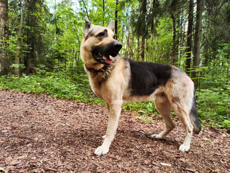 Dog German Shepherd in autumn, summer, spring day and green, yellow nature arround. Waiting eastern...