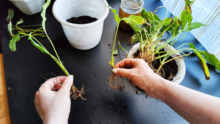 Spring Houseplant Care, repotting houseplants. Waking Up Indoor Plants for Spring. Woman is...