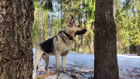 Dog German Shepherd in early autumn, spring or winter day and nature with forest and snow arround....