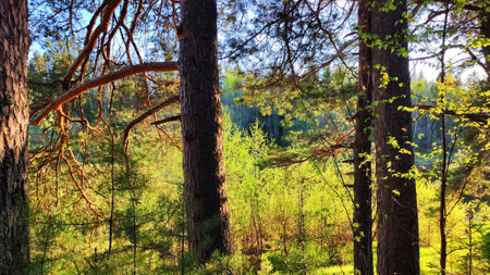 Landscape with pine trees in the forest in the evening under the setting summer sun in sunset on...