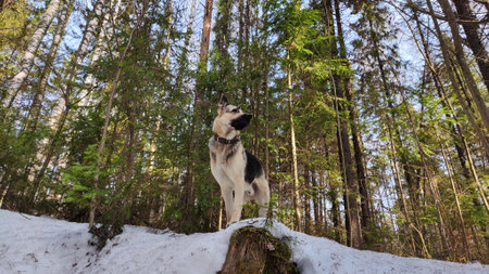 Dog German Shepherd in early autumn, spring or winter day and nature with forest and snow arround....