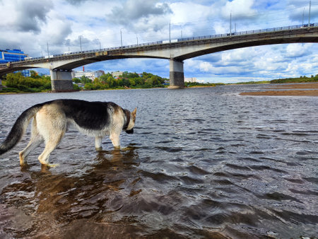Big dog German Shepherd near water of lake or river on summer, spring or autumn time. Russian eastern European dog veoの写真素材