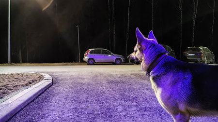 Dog German Shepherd is guarding territory at night. Russian eastern European dog veo at evening dark timeの写真素材
