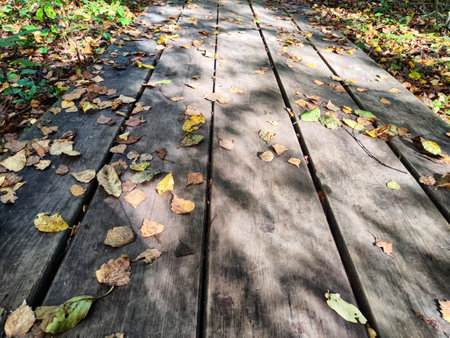 Path made of parquet boards with autumn green and yellow leaves. Background, texture, place for text, frame, copy space and location for photo shootingの写真素材