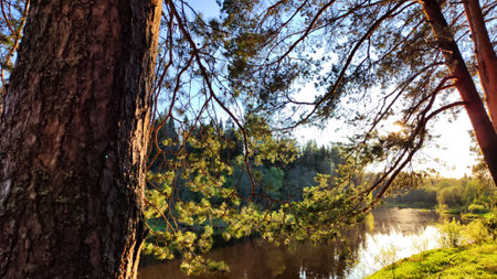 A pine forest with trees, trunks, water of a river or lake, illuminated by the summer, autumn, or spring evening sun. A beautiful natural landscape for a postcard or wallpaperの写真素材