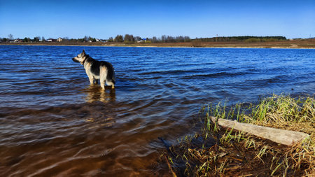 Big dog German Shepherd in water of a lake or river on summer, spring or autumn time. Russian eastern European dog veoの写真素材