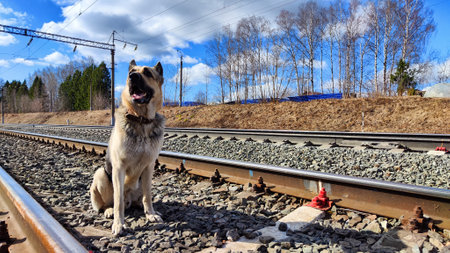 Dog German Shepherd near railway. Russian eastern European dog veo next to rails and sleepers. Military or police dog guards protects the territory from terrorists during war of Ukraine and Russiaの写真素材