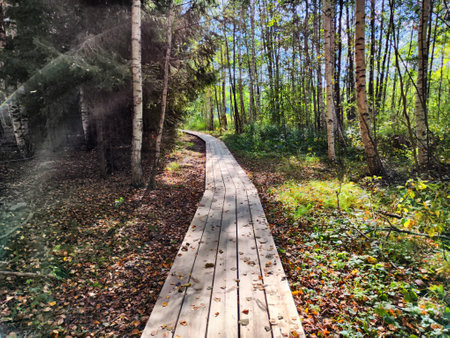 Path made of parquet boards with autumn green and yellow leaves and grass around. Background, texture, place for text, frame, copy space and location for photo shootingの写真素材