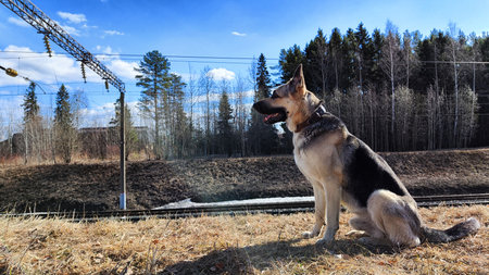 Dog German Shepherd near railway. Russian eastern European dog veo next to rails and sleepers....