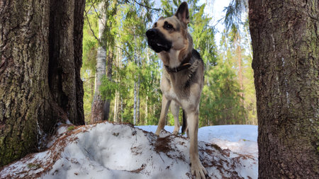 Dog German Shepherd in early autumn, spring or winter day and nature with forest and snow arround....