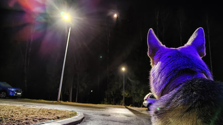 Dog German Shepherd is guarding territory at night. Russian eastern European dog veo at evening dark...