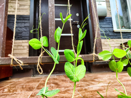 A branch, vine of young green peas in front of the porch of the house in the garden or on the lawn....
