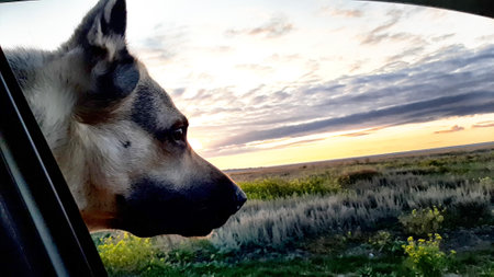 Dog German Shepherd in car and muzzle against the sunset. Eastern European dog veo in travel or tripの写真素材