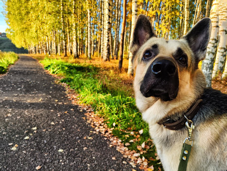Dog German Shepherd in autumn day and green, yellow nature forest around. Waiting eastern European dog veo and colorful fall landscape in park with pathの写真素材