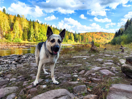 Dog German Shepherd near water of lake, river in mountain with stones and forest on the background. Russian eastern European dog veoの写真素材