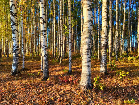 Birch alley with yellow leaves and grass on autumn day. Birch trees in the park on an autumn sunny dayの写真素材