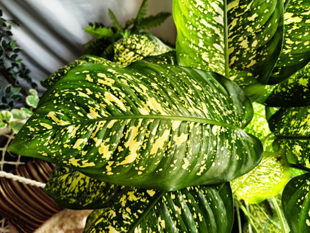 Dieffenbachia plant in a pot on a stool by the window. Retro interior in light colors. Background with plant with green leaves and fabricの写真素材
