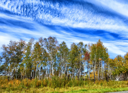 Birch forest on blue sky with white clouds on background in spring, summer or autumn sunny beautiful dayの写真素材