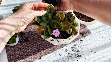 Hand of woman who Transplant and plant violet flower senpolia into a new pot. Home flower and care for it. Plants and creating comfort in the houseの写真素材