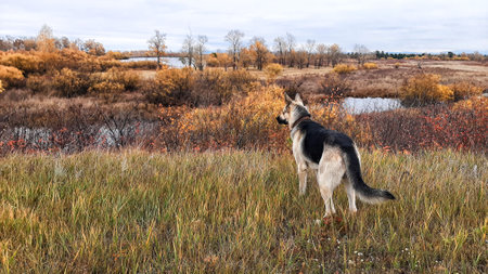 Dog German Shepherd near water of lake, river or sea. Russian eastern European dog veo in a nice dayの写真素材