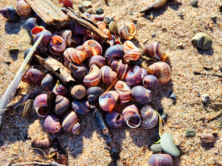 Snail shell background, texture, pattern, frame, copy space, place for text. Abstract Marine...