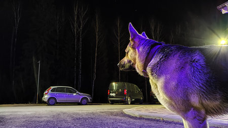 Dog German Shepherd is guarding territory at night. Russian eastern European dog veo at evening dark timeの写真素材