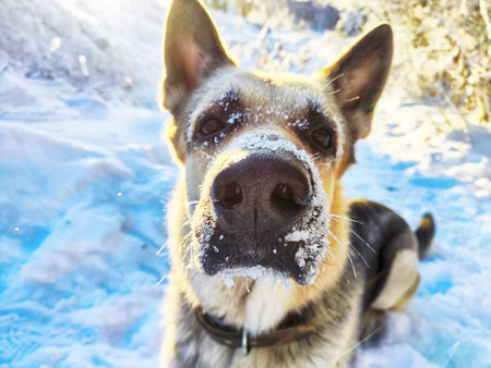 Portrait and muzzle of Dog German Shepherd and black nose with snow in winter sunny day. Russian eastern European dog veo and partial focusの写真素材