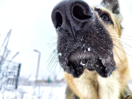 Dog German Shepherd in winter day and white snow arround. Waiting eastern European dog veo and white snowの写真素材