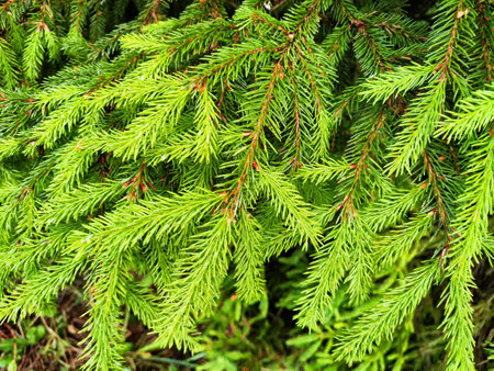 Background of Christmas tree branches. Abstract Green pattern with spruce needles. Place for text...
