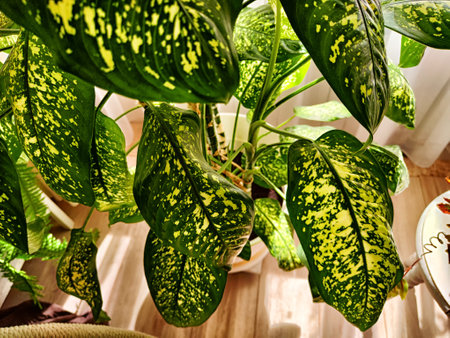 Dieffenbachia plant in a pot on a stool by the window. Retro interior in light colors. Background with plant with green leaves and fabricの写真素材