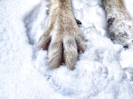 Large paws with claws of Dog German Shepherd in winter day and white snow arround. Big waiting eastern European dog veo and white snowの写真素材