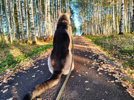 Dog German Shepherd in autumn day and green, yellow nature forest around. Waiting eastern European dog veo and colorful fall landscape in park with pathの写真素材
