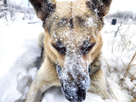 Dog German Shepherd in winter day and white snow arround. Waiting eastern European dog veo and white snowの写真素材