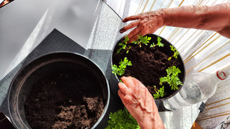 Planting marigold flowers in a pot. Reproduction of plants in spring. Young flower shoots and...