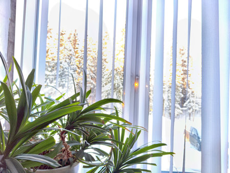 A cozy corner features houseplants basking in sunlight by a window with vertical blinds. Background,...