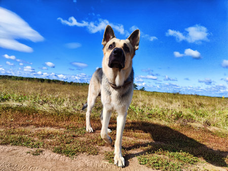 Big dog German Shepherd in a field with green and yellow grass in summer or autumn season. Russian...