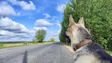 Dog German Shepherd on asphalt road in nature near the green field in summer, spring or autumn...