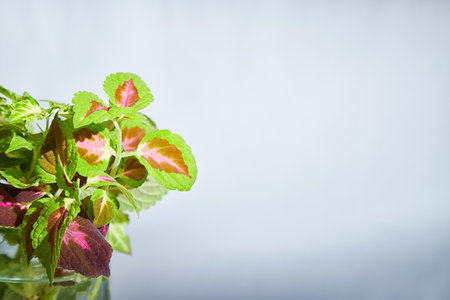 Healthy flower nettles with green and red patterned leaves is showcased in pot against light, blurred background. Natural beauty of indoor foliage. Place for text, copy spaceの写真素材