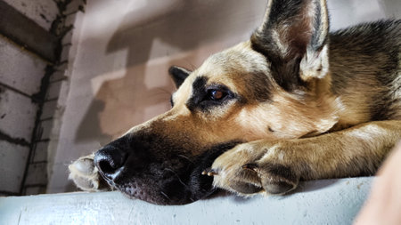 Lonely, sad dog German Shepherd sadly waiting owner. Russian eastern European dog veo is ill and pityの写真素材