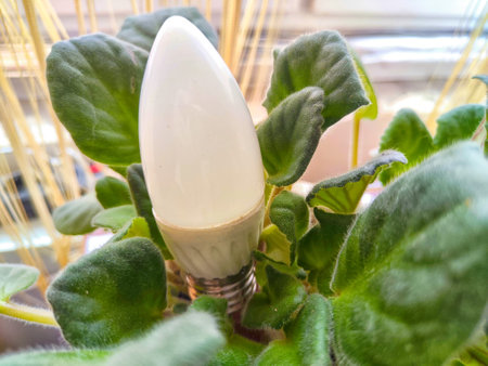 Transparent glass lamp in a green violet plant like a flower. The end of the environmental...