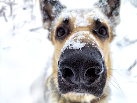 Dog German Shepherd in winter day and white snow arround. Waiting eastern European dog veo and white snowの写真素材